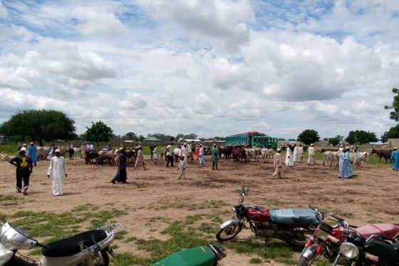 Relancement du Marché à bétail de Kongola-Djolao
